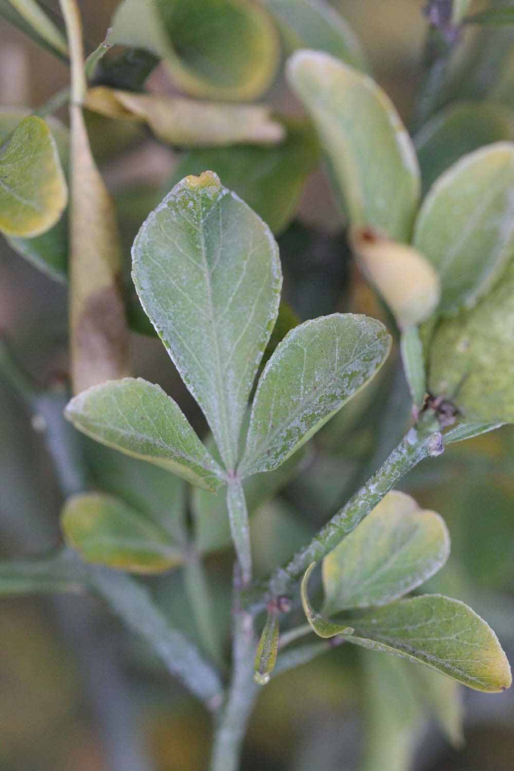              Trifoliolate leaf (Riverside, CA)       